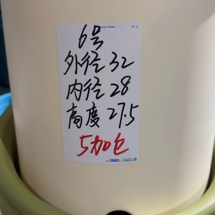 微瑕6号无托米黄7个