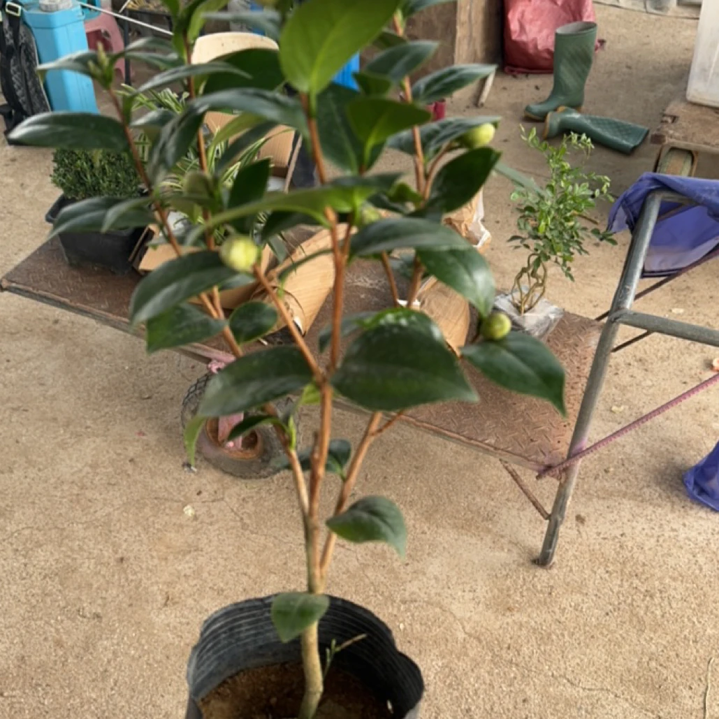 名品十八学士茶花/4-5年老苗/开多色花越养越值/见干见湿不积水