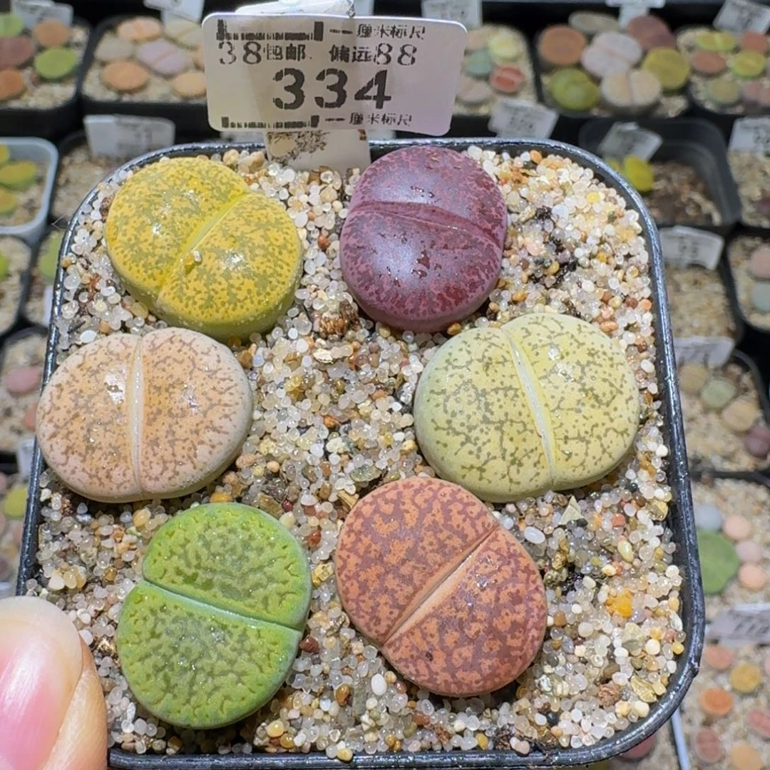 Ssssss便宜出了清货334