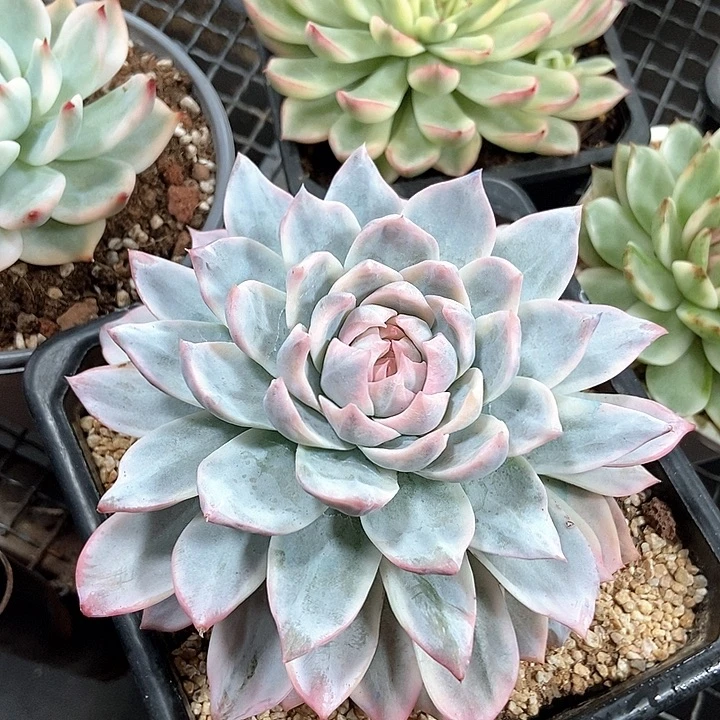 粉蓝鸟锦一物一拍