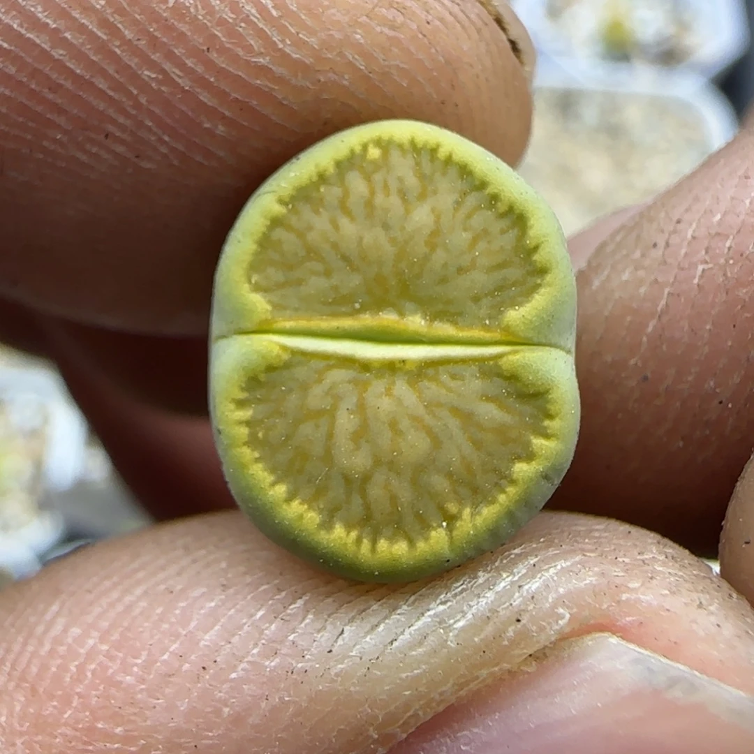 353 生石花大棚直播