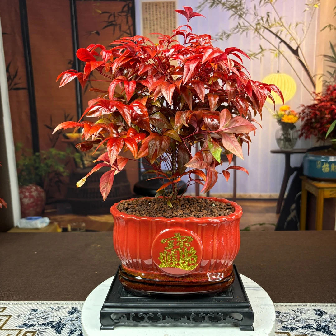 【越冷越红】波纹红陶瓷盆火焰南天竹