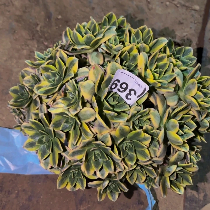 369星爆中班多肉植物