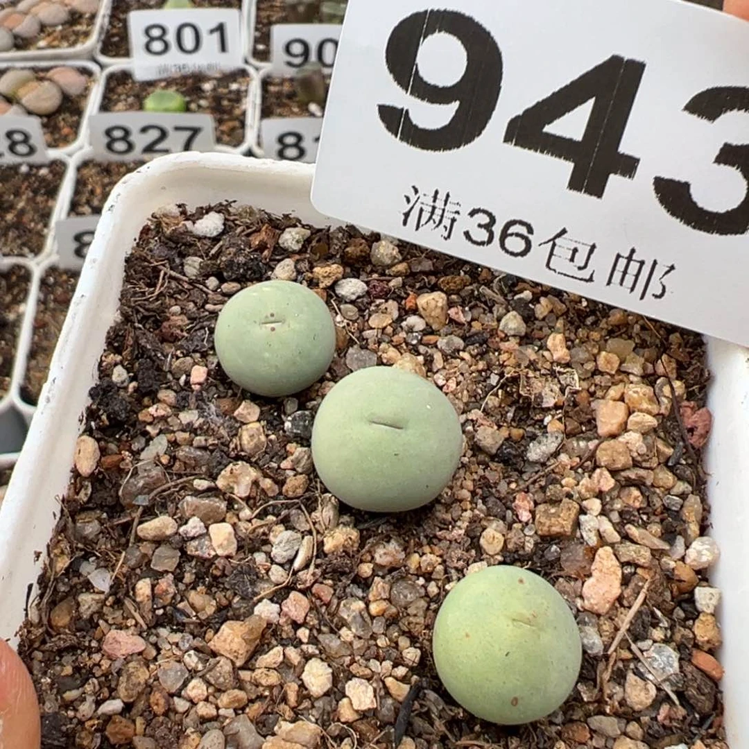 1.14好看的多肉943