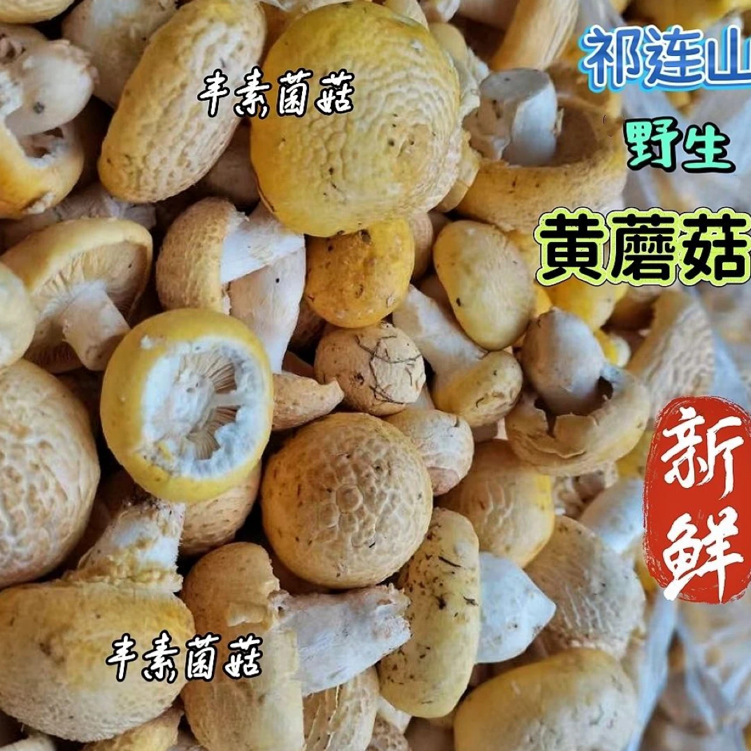 青海祁连山黄蘑菇新鲜蘑菇顺丰冷链包邮