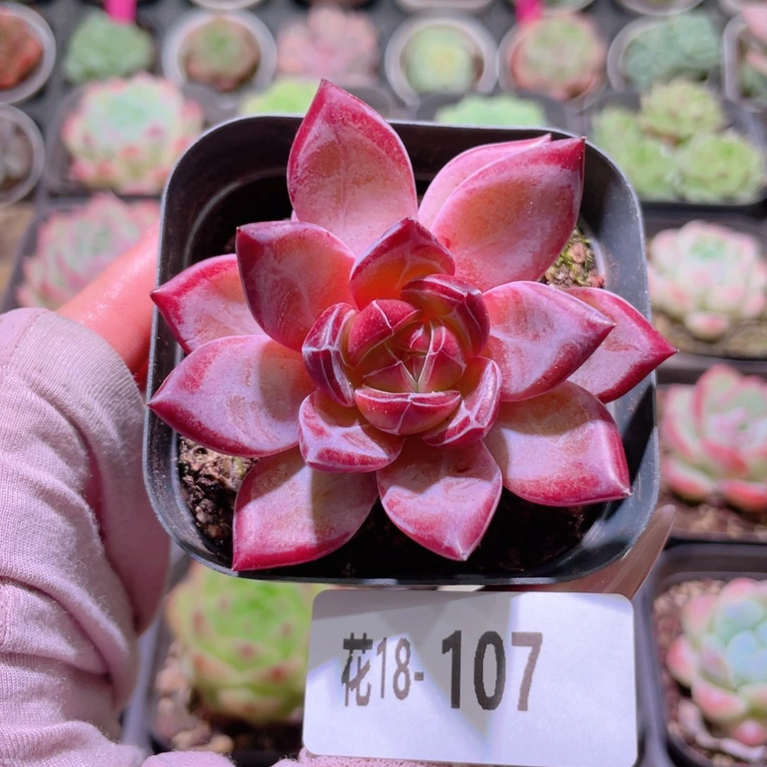 花利美18-107醉霞单头