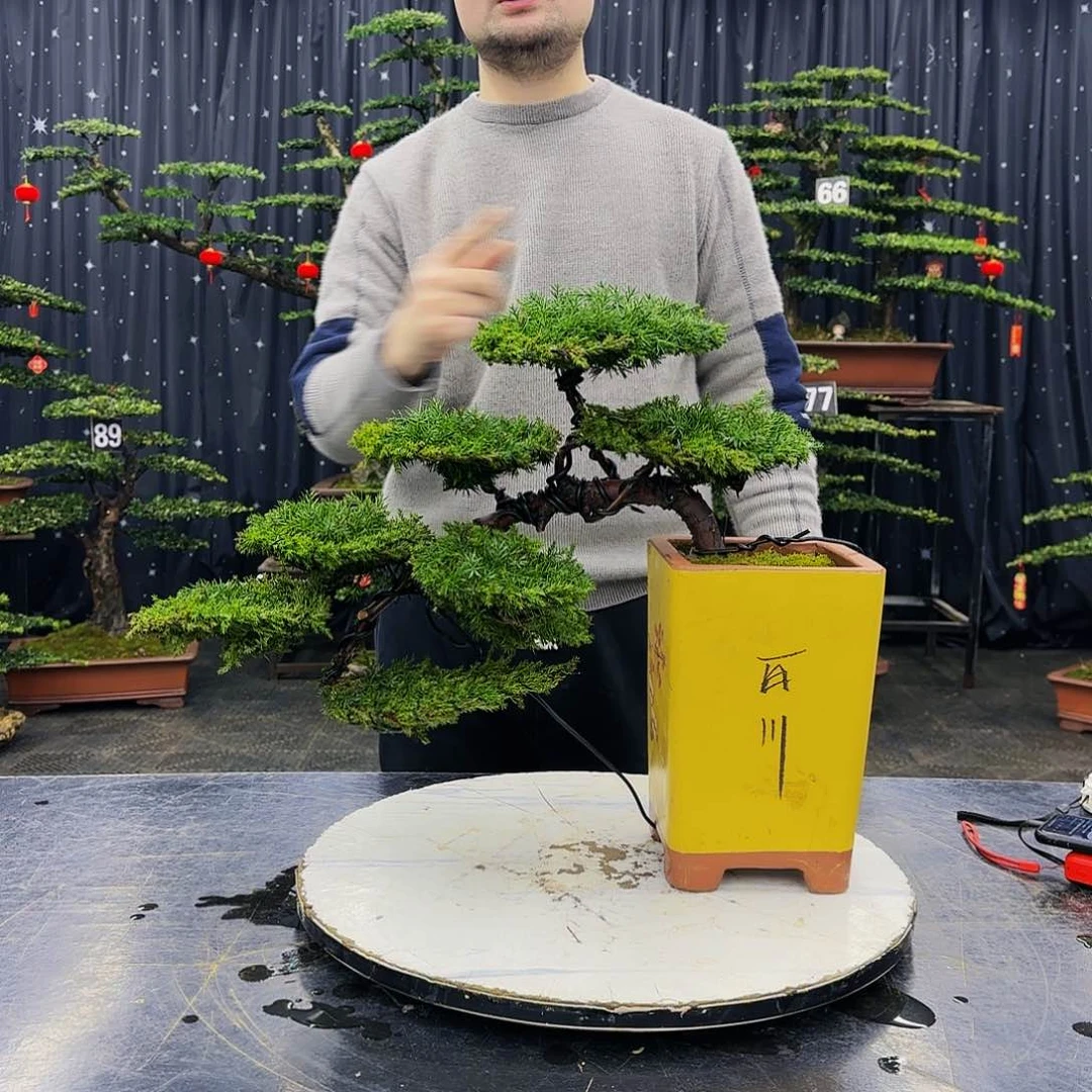 松树柏树造型盆景