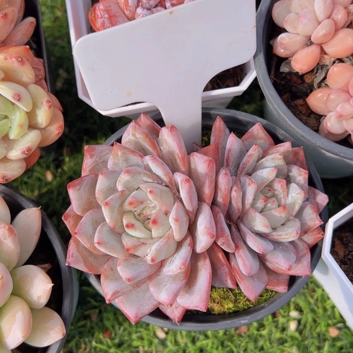 健健康康平平安安