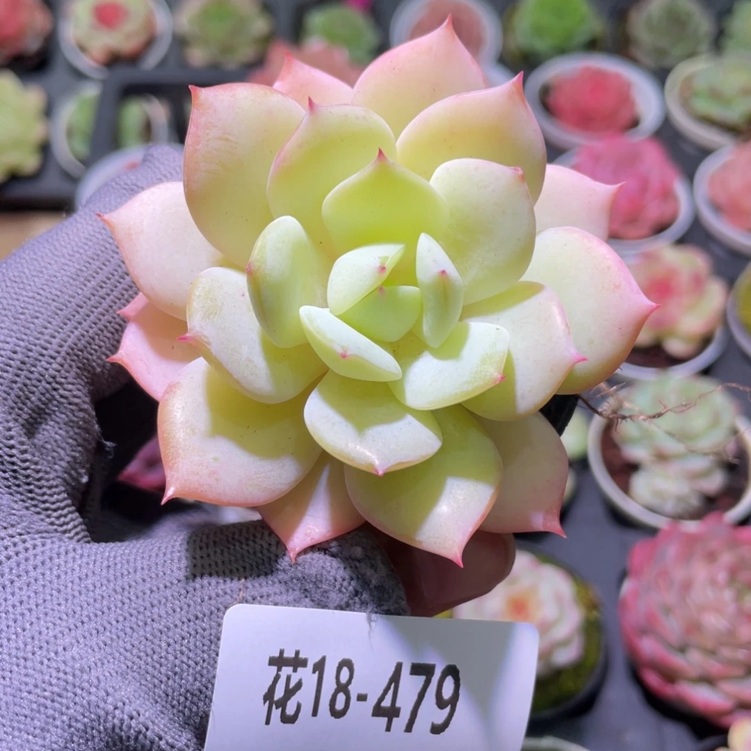 花利美18-479恋曲