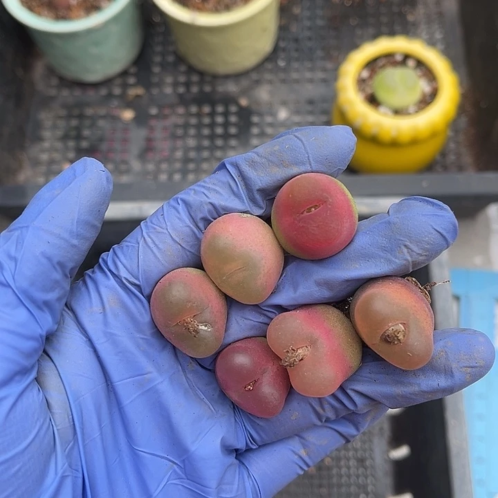 脱土发，满28包邮。毛汗尼6颗2