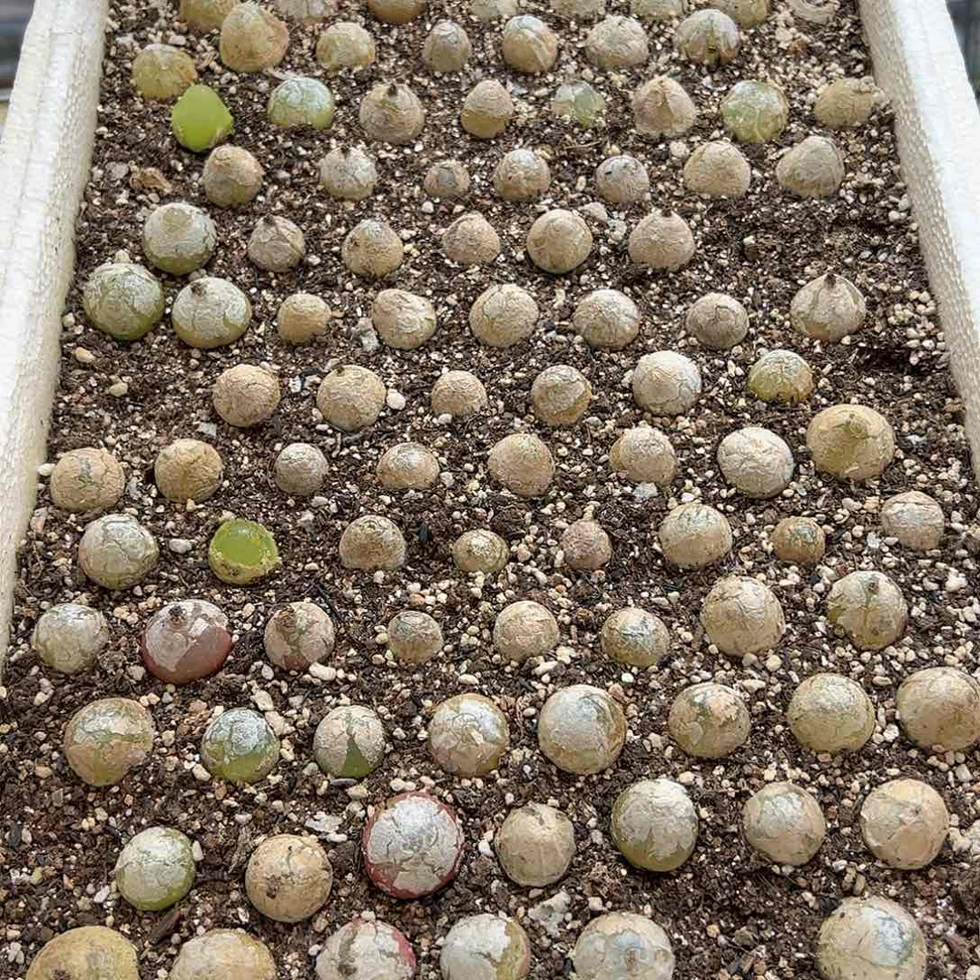 【闪购商品】84 端午福利 一箱