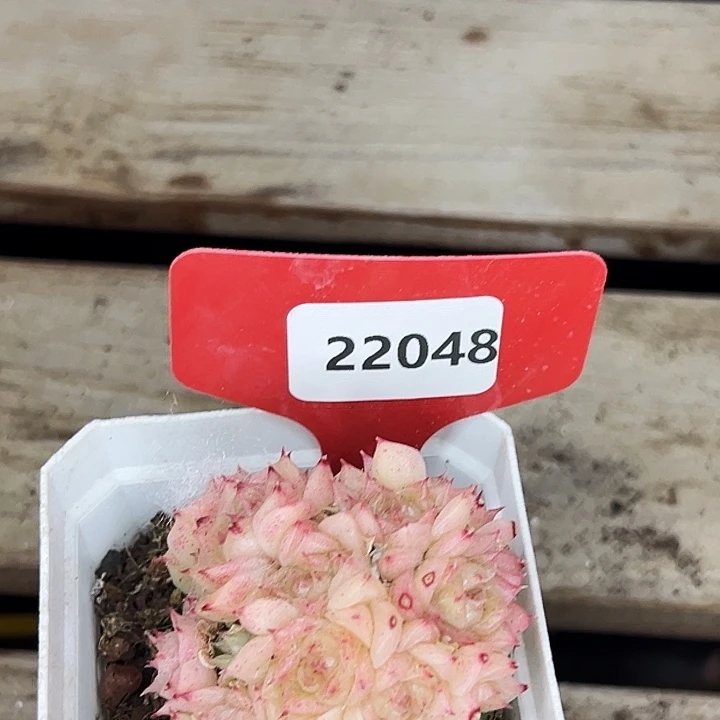 糖心。    22048号。