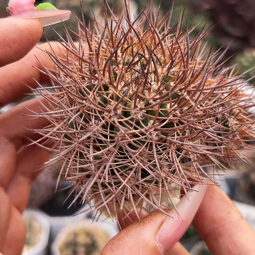 逆豹微根仙人球66666666