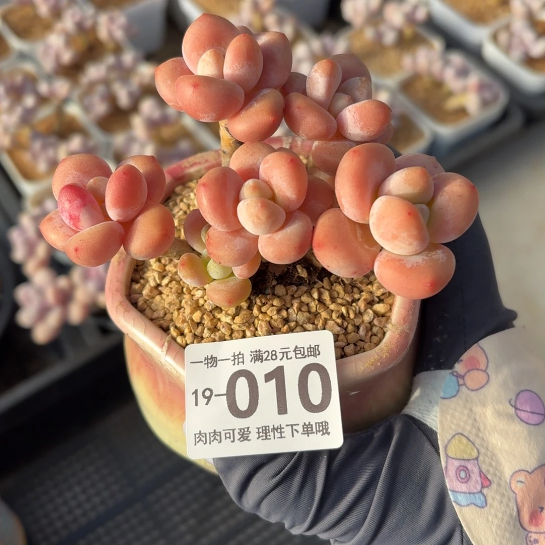 樱花洛神无盆土发货无