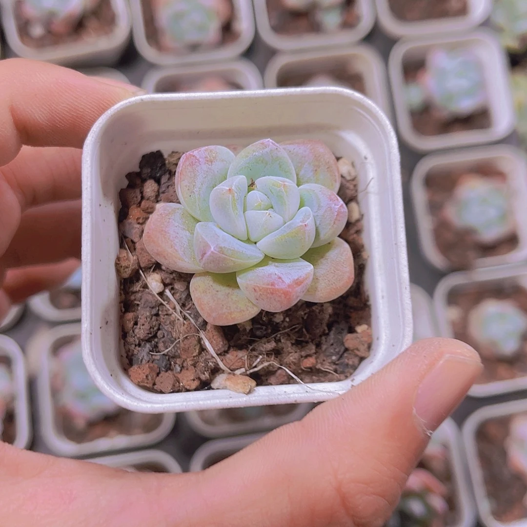 冰玉系列带盆土发满9.9包邮