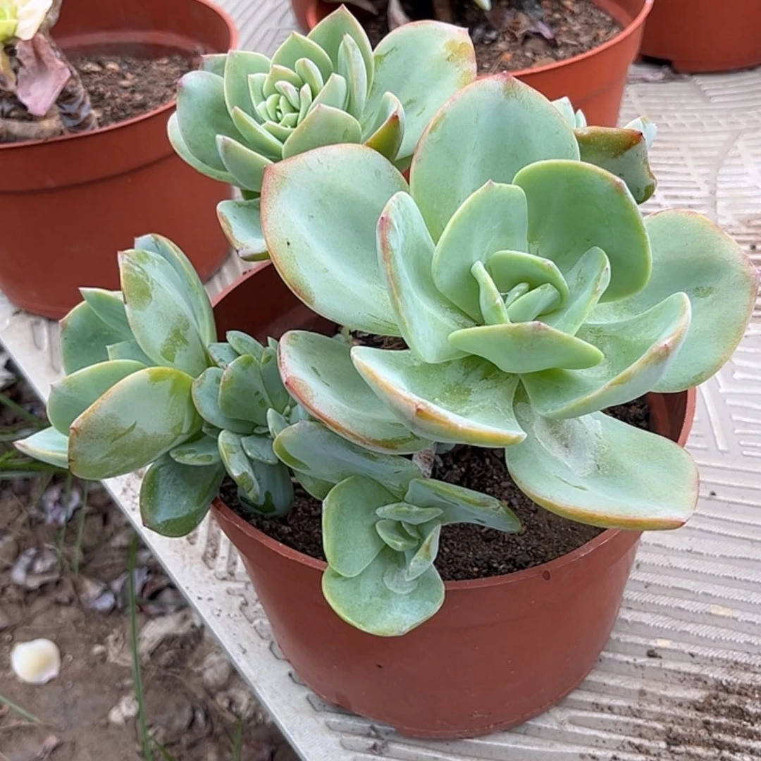 【闪购商品】无花朵何****车