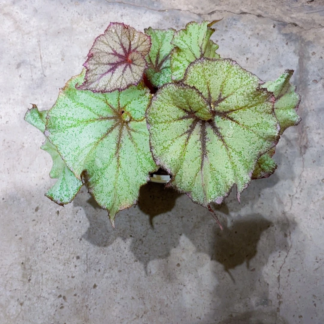 完全开放王子秋海棠