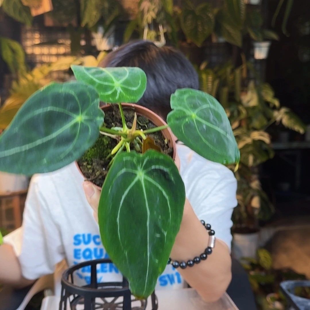 卡***卡完全开放一物一拍S33