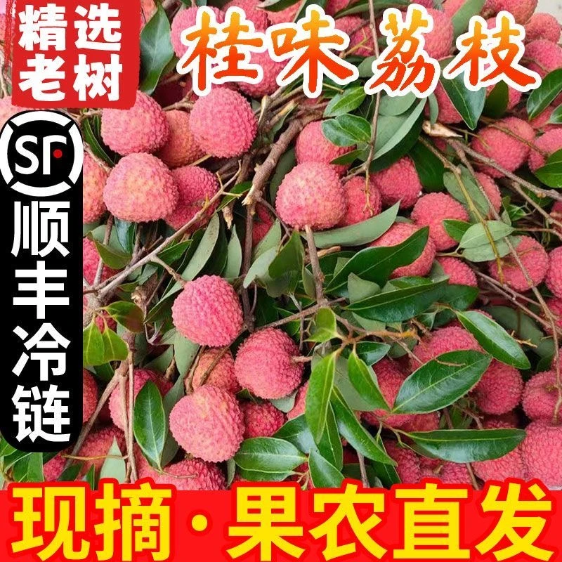 【顺丰空运】广东高州桂味新鲜现摘脆甜多汁优选应季水果【WLS】