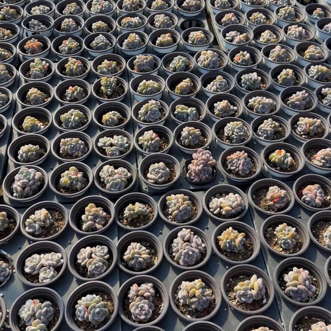 树****10颗4头标准脸圆叶星影