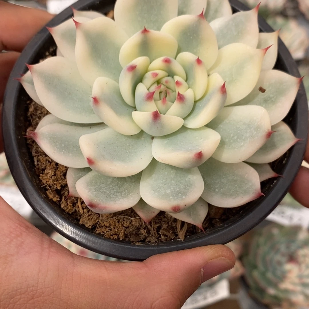 吉娃娃锦多肉植物6874