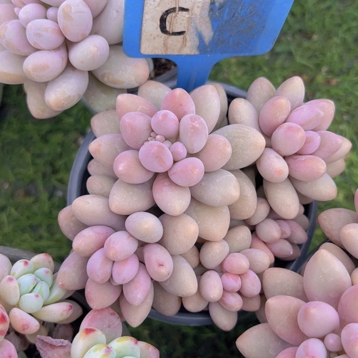 健健康康平平安安