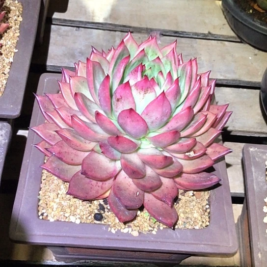 红钻一物一拍多肉植物