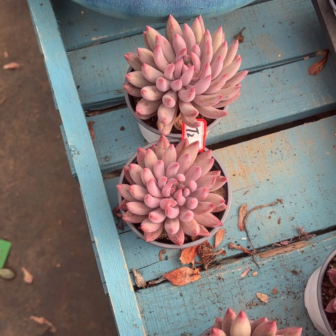 ****琛精品多肉植物老桩