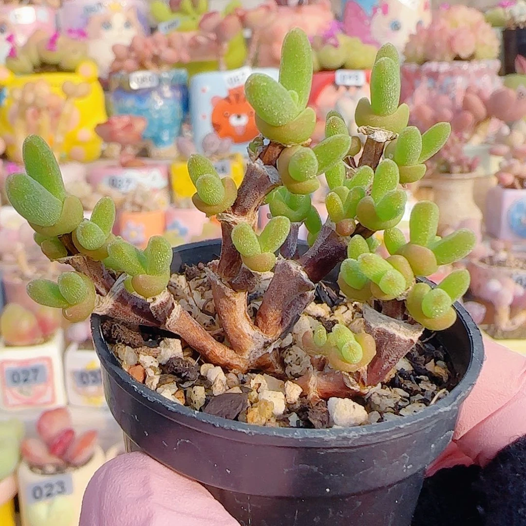 L 肥肥可爱兔子 盆口3.5cm