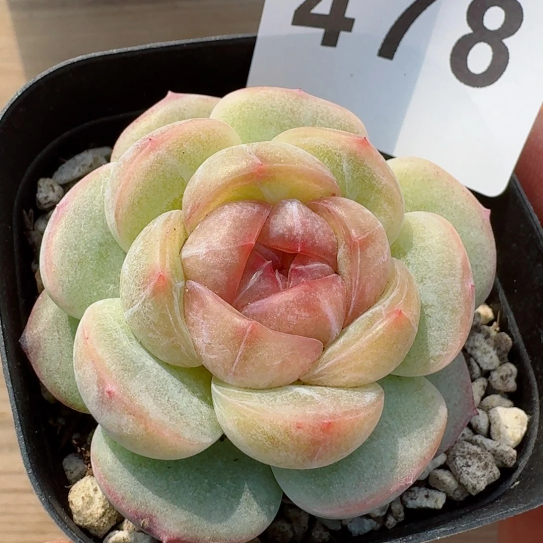 长相思       多肉植物