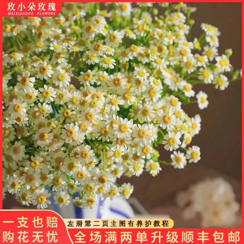 【北方玫小朵玫瑰&洋甘菊】花期持久产地直发 一单韵达两单升级顺丰