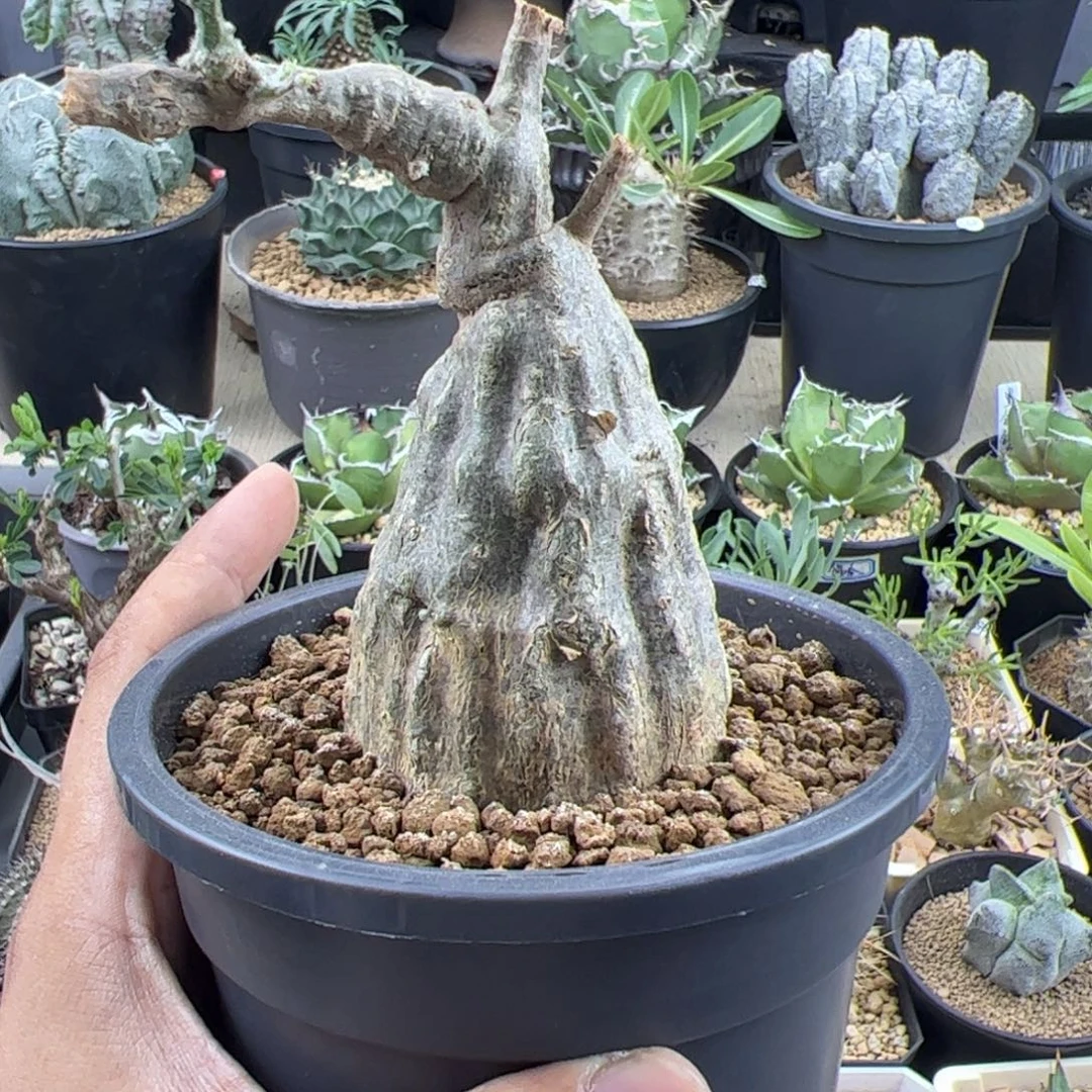 沙漠苦瓜5.6一物一拍