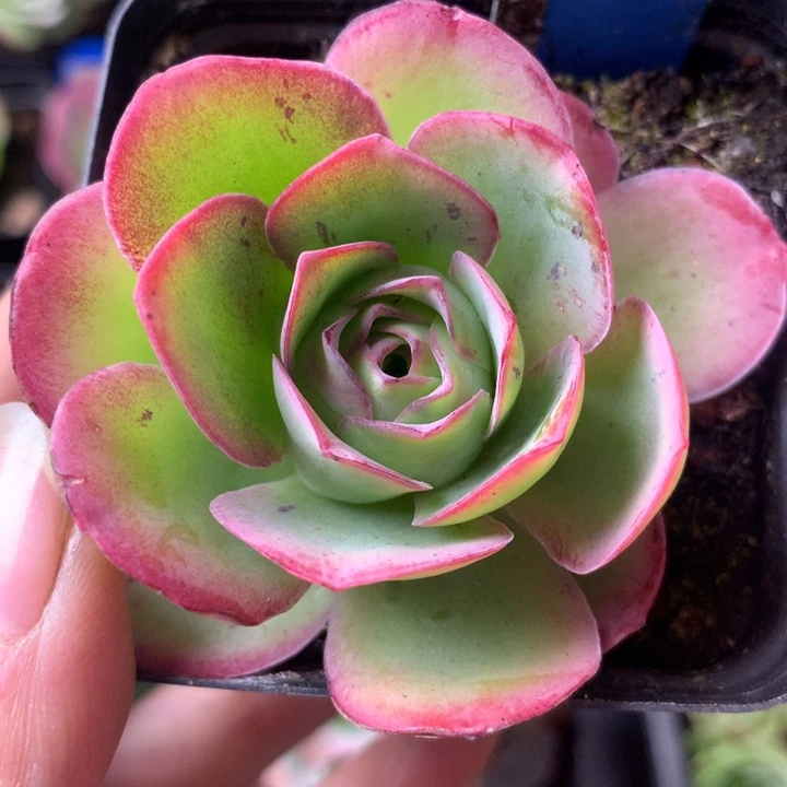 一物一拍蝶恋花780