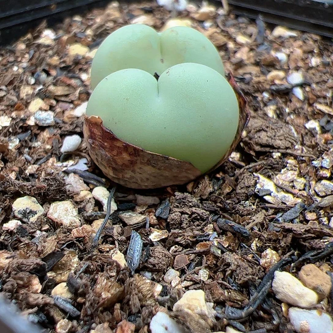 【闪购商品】387 爱心拳