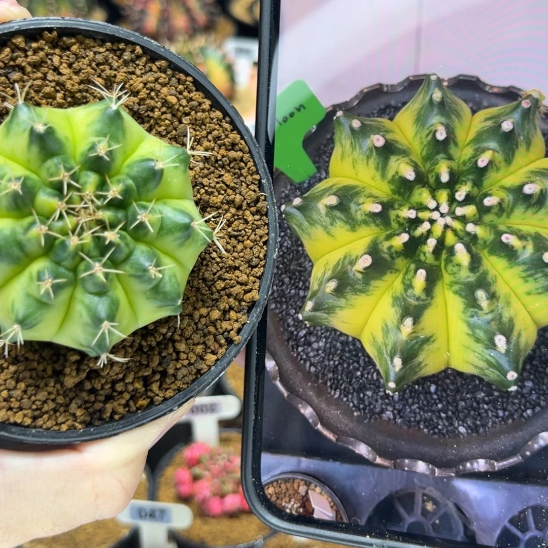 as绿月亮————-/——/——-