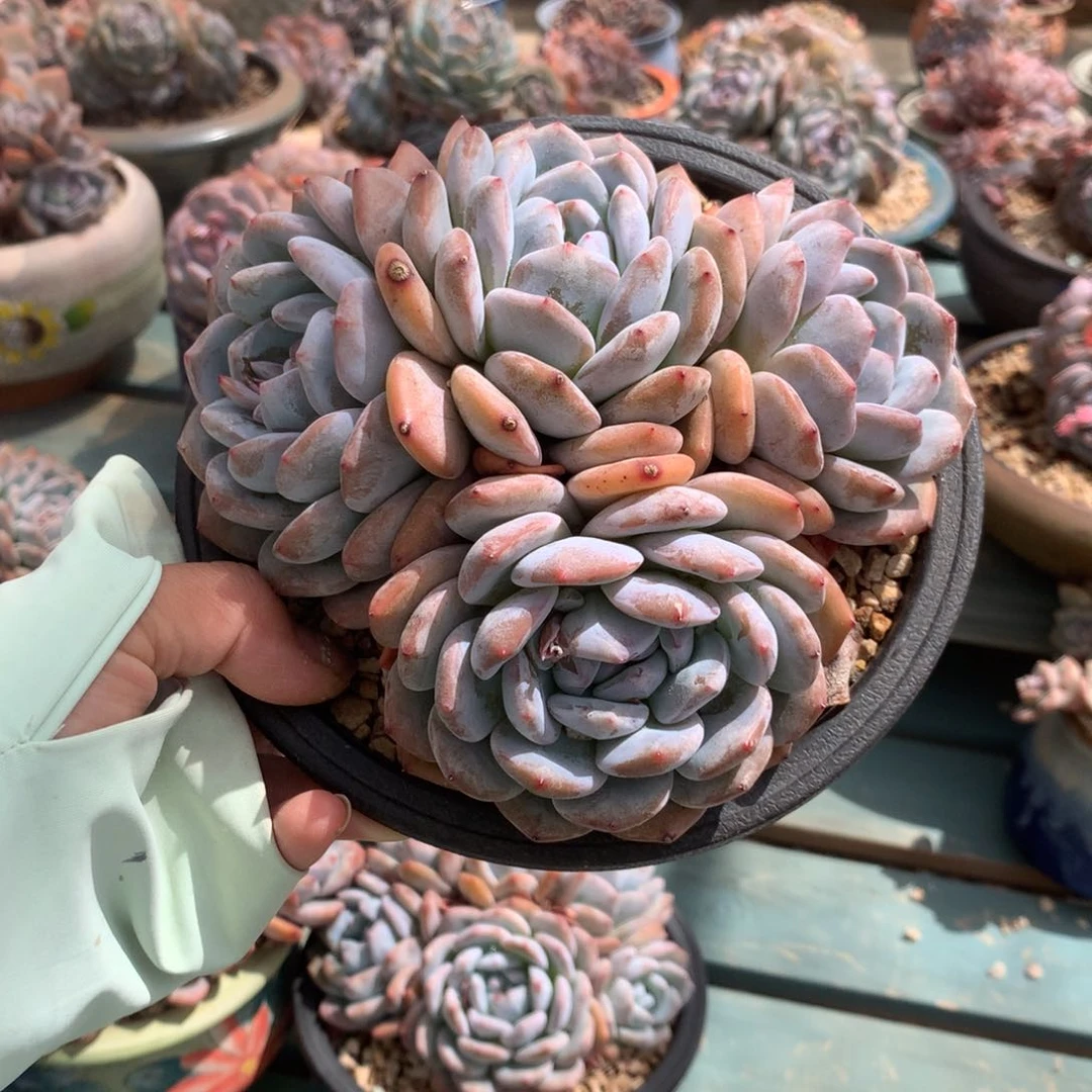 无花朵花花花花花花花花01