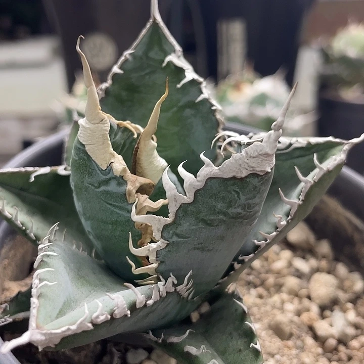 非组美杜莎8888888808000