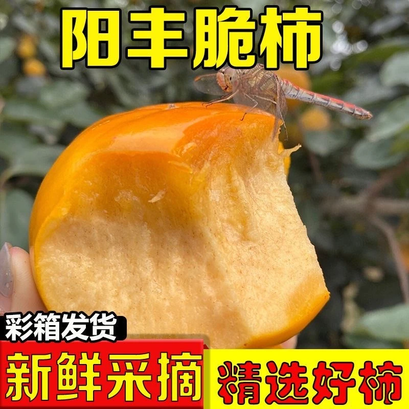 【到手12-15个】山西正宗巧克力脆柿甜脆柿子应季水果现摘