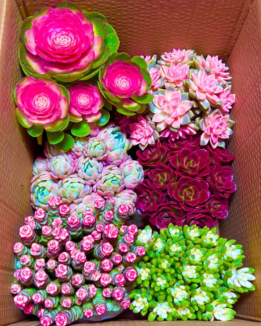 Y云南多肉植物基地清棚全部挑好看的带盆带土发货新手好养！