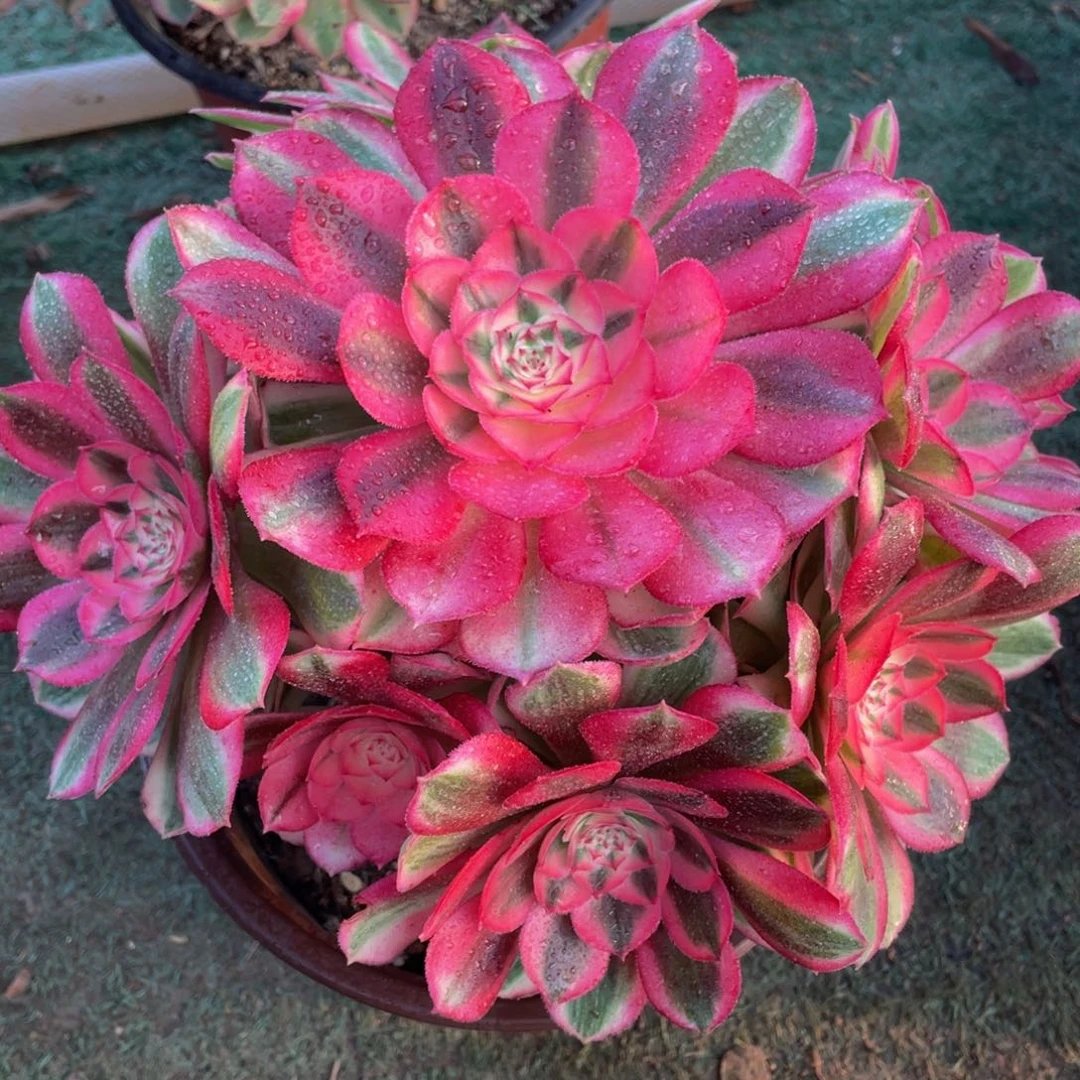 613倾城精品法师老桩