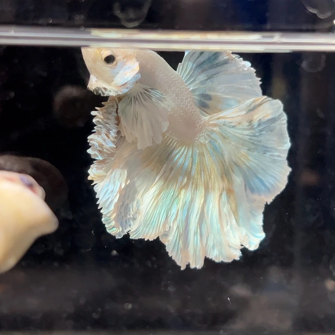 斗鱼20号清货价小清新大耳