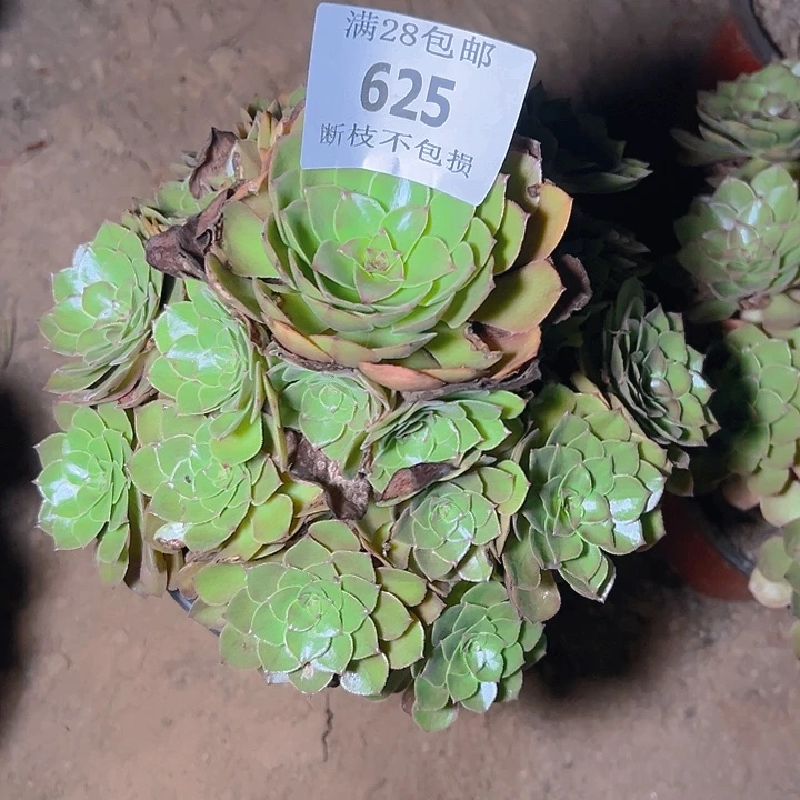 ❀***.625桃花是多肉植物