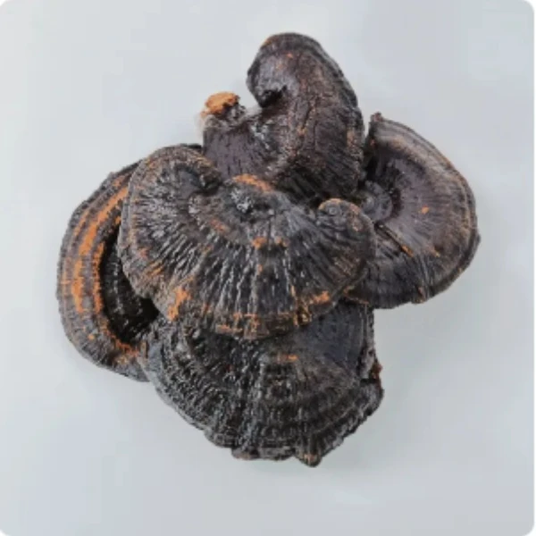 【不带盒子】长白山黑灵芝 一片DY