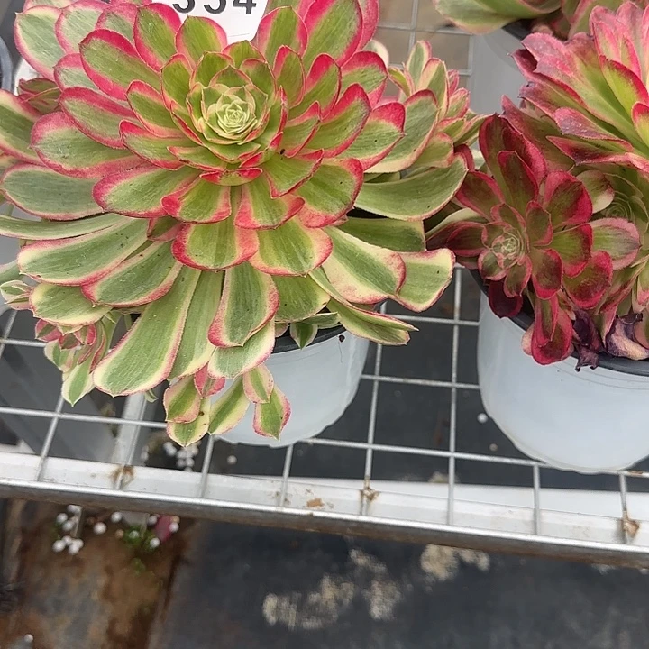 精品多肉植物0354