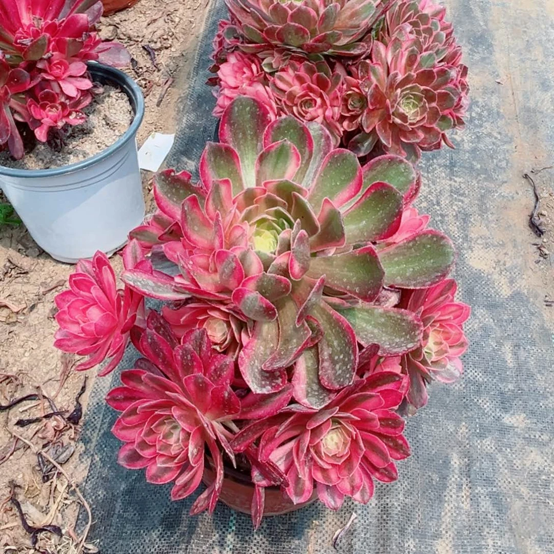 441黑魔锦多肉法师