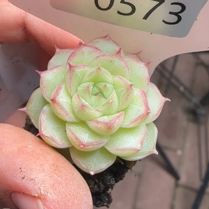573号 优选女王