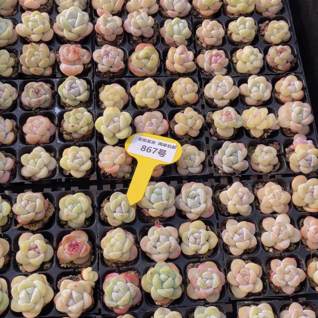 867号奶油小白兔组合九个2厘米左右