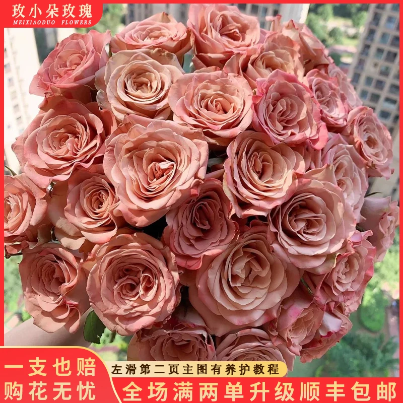 【气场&卡布奇诺】花期持久 产地直发