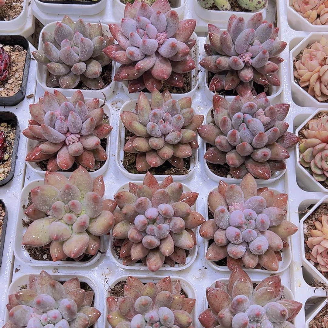 多罗手指19包邮多肉