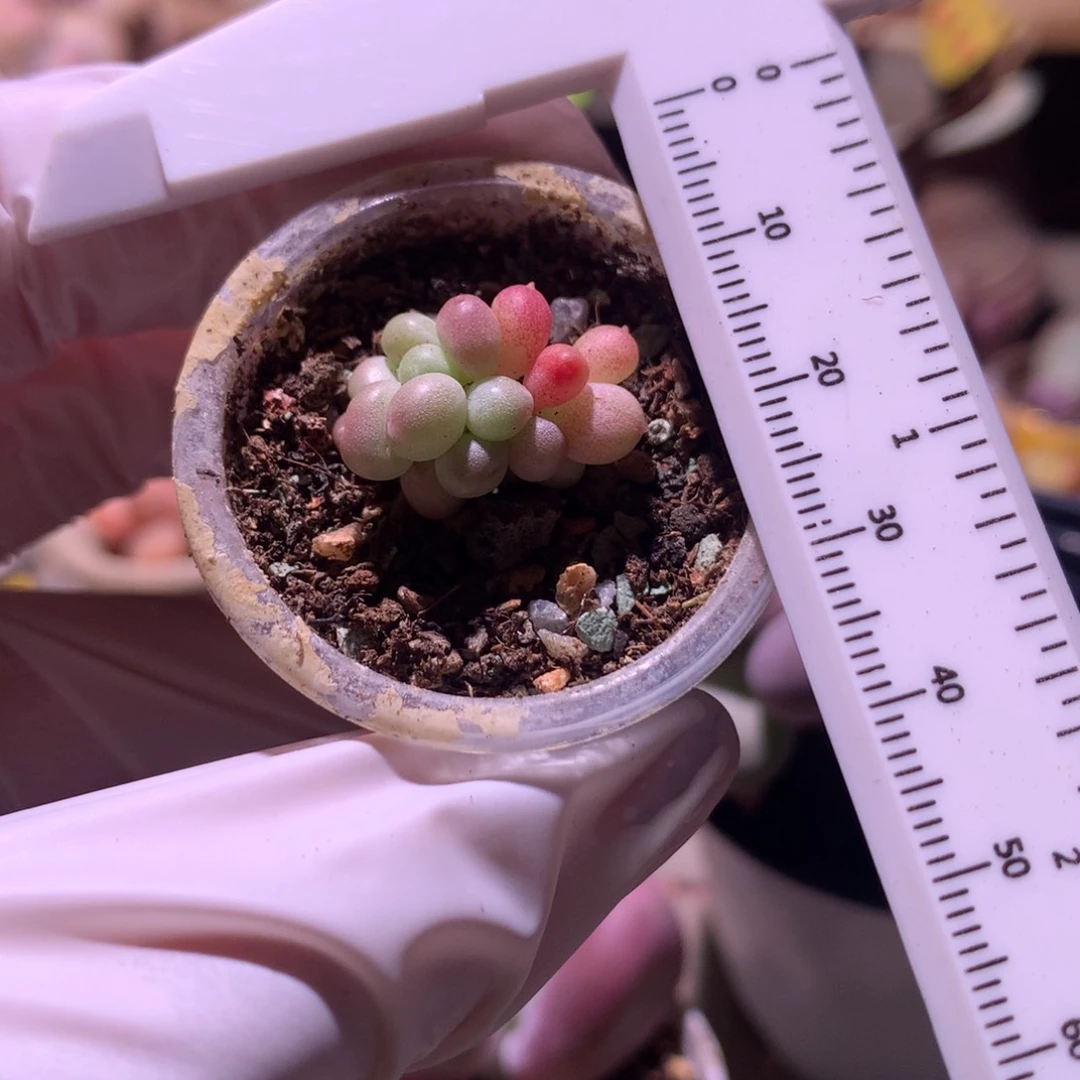 奶酪多肉，汉堡包奶酪